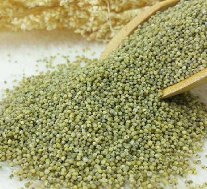 Green Millet